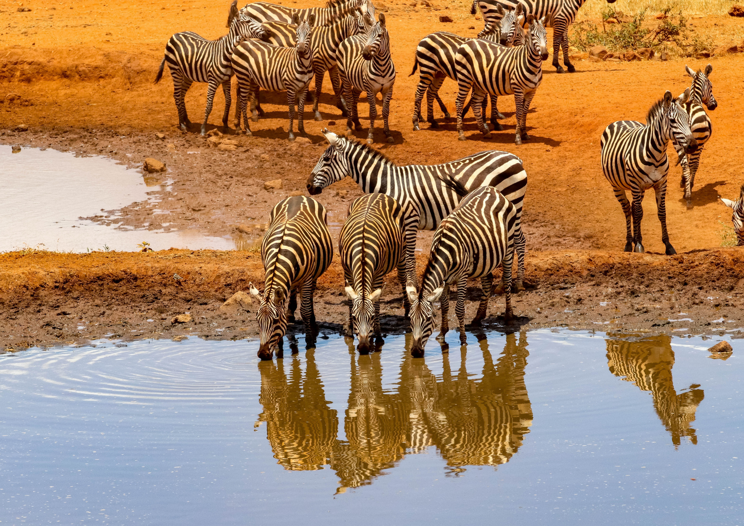 Riverside Wonders – Wildlife of Water and Plains