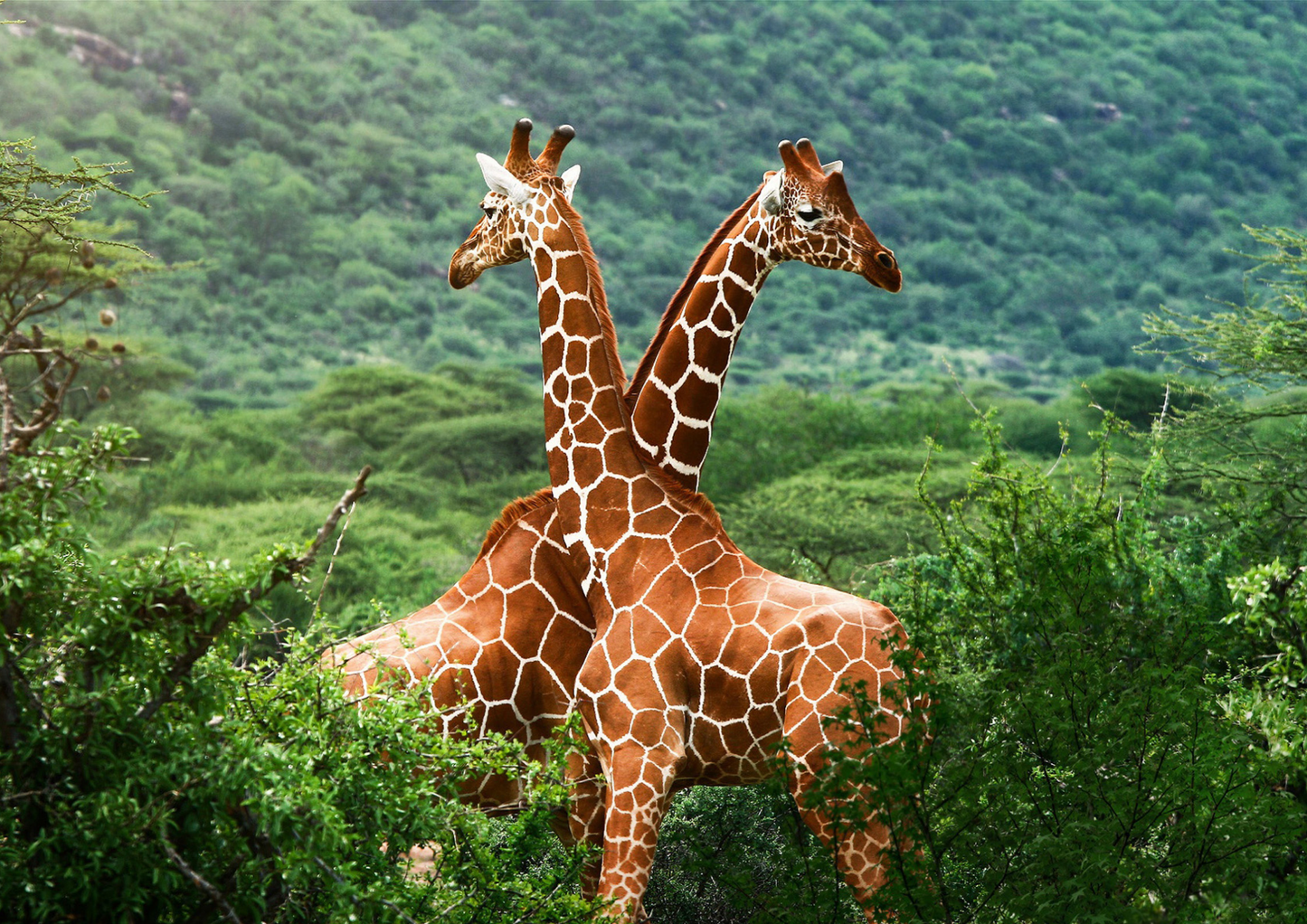 Grace of the Savanna – Giraffe Safari Adventure