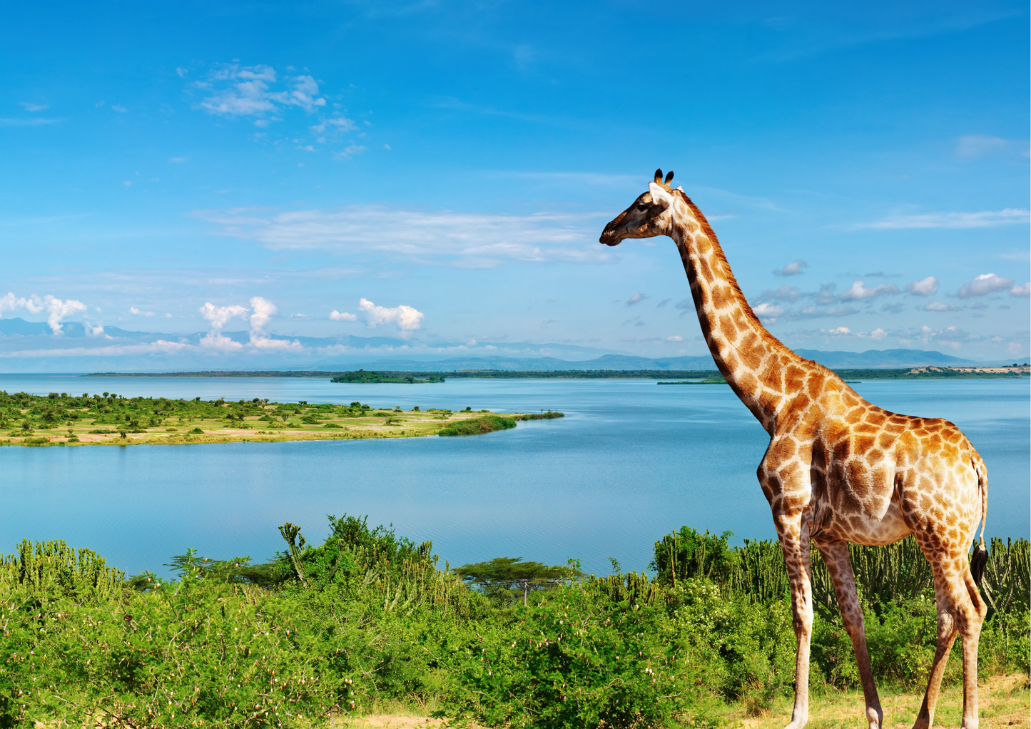 Grace of the Savanna – Giraffe Safari Adventure