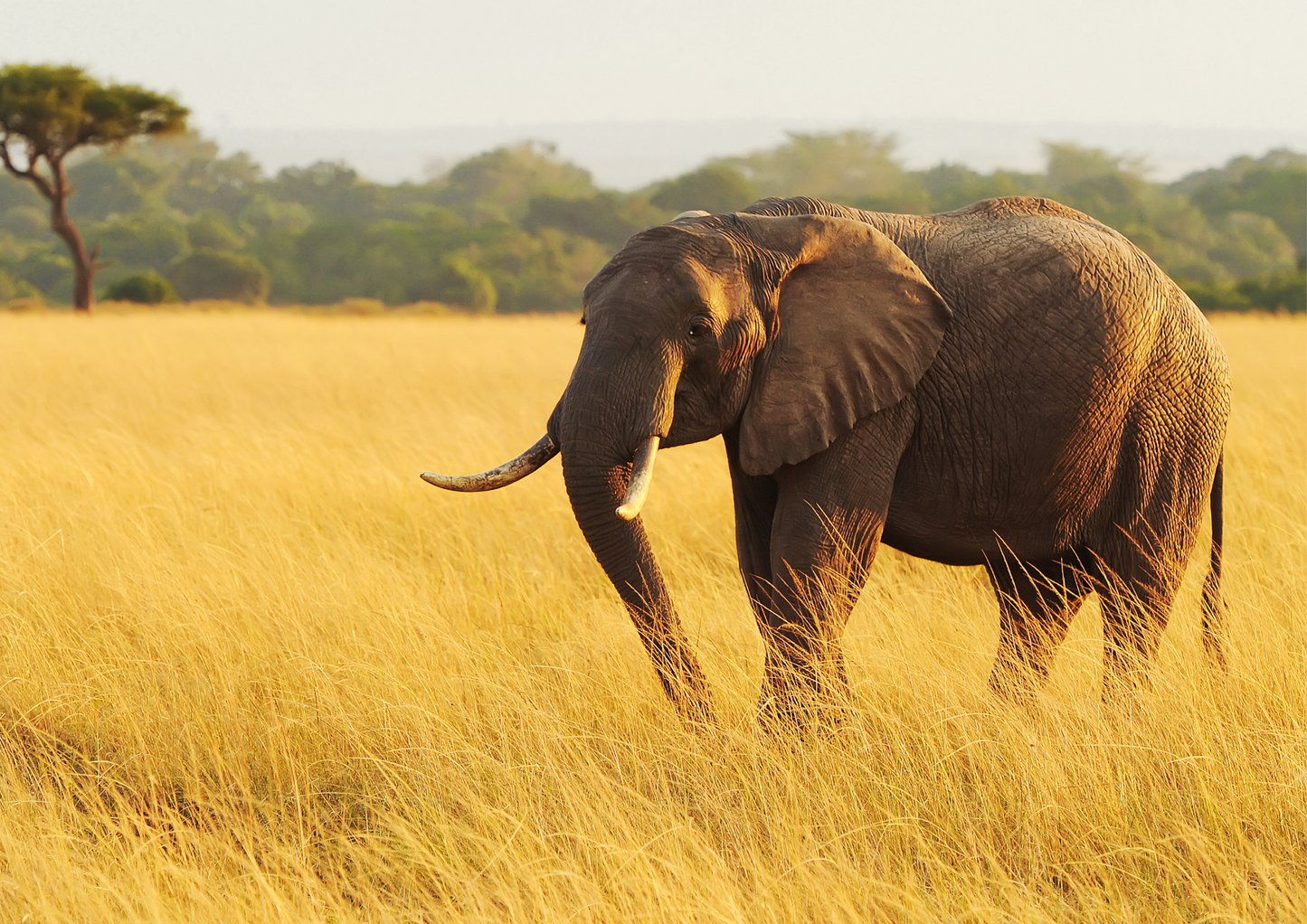 Giants of the Savanna – Elephant Safari Experience