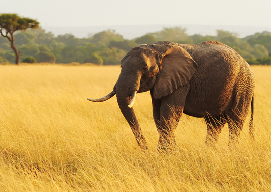 Giants of the Savanna – Elephant Safari Experience