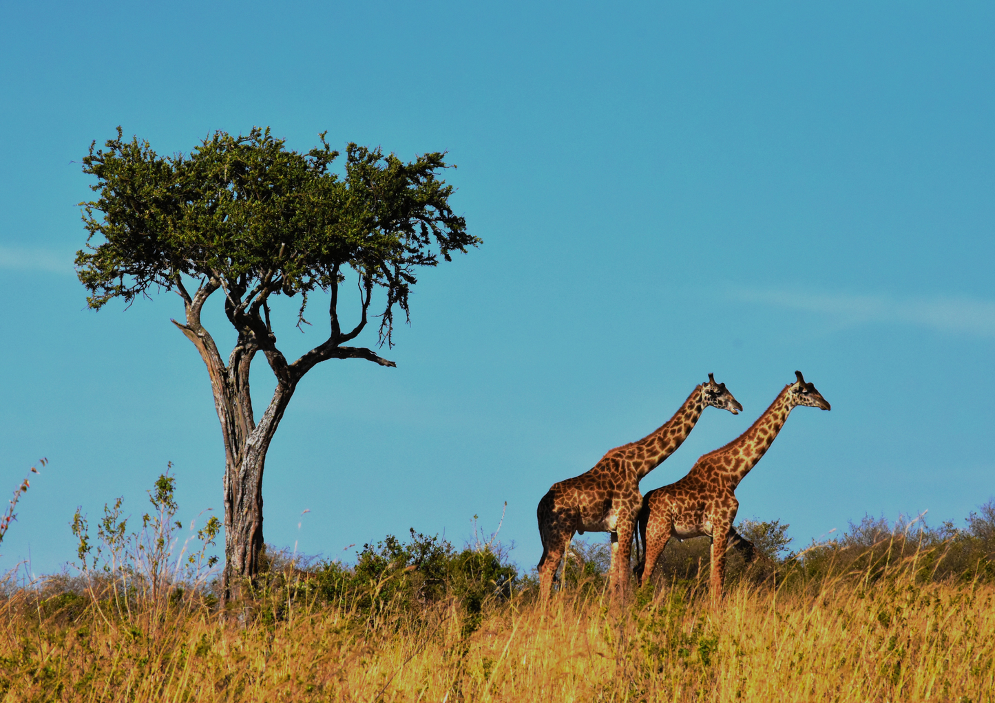 Grace of the Savanna – Giraffe Safari Adventure